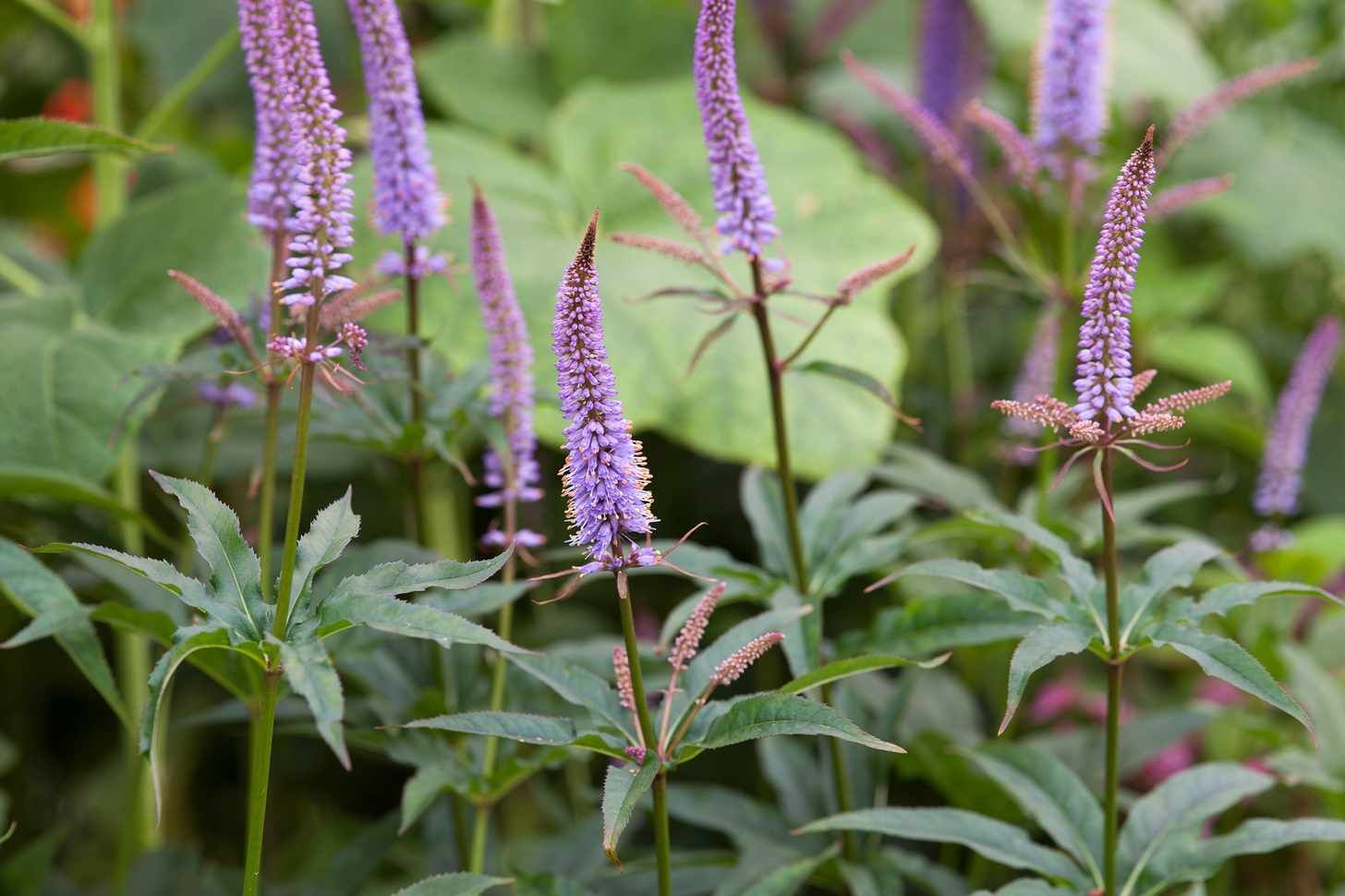 Veronicastrum virginicum 'Cupid'